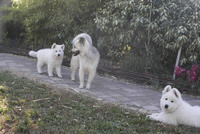 Emma, Jessy & Forrest